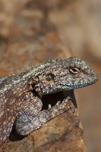 Description de l'image Agama atra Northcliff 3073x.jpg.