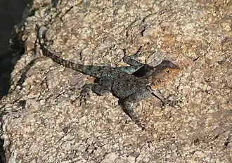 Description de l'image Agama kirkii.jpeg.