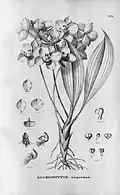Kochiophyton negrenseAlfred CogniauxFlora Brasiliensis(1906)
