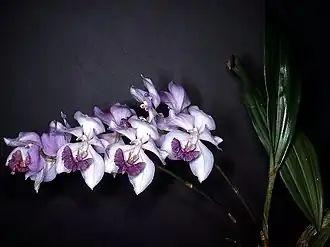 Aganisia cyanea