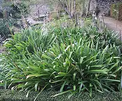 Agapanthus praecox.