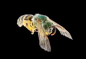 Espèce indéterminée du genre Agapostemon.
