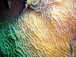 Agaricia agaricites