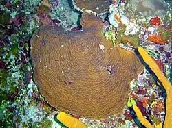Agaricia undata