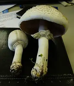 Chapeau cuboïde jeune...