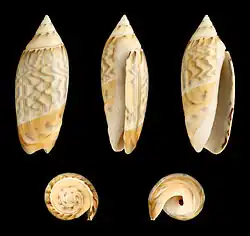 Agaronia nebulosa