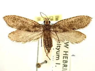Description de l'image Agathiphaga vitiensis (from Centre for Biodiversity Genomics).jpg.