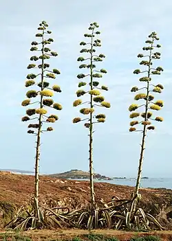 Hampes florales
