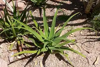 Description de l'image Agave bracteosa.jpg.