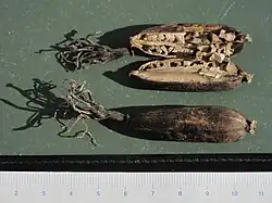 Capsules et graines