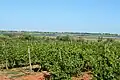 Vignoble près de l'étang du Bagnas.
