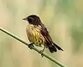 ♀