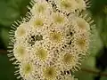 Inflorescences.