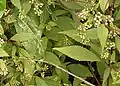 Base cunéée des feuilles de Ageratina riparia