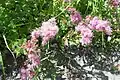 Ageratum corymbosum(Sottotribù Ageratinae)
