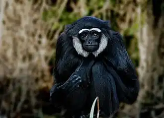 Gibbon agile.