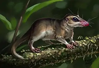 Agilodocodon, insectivore arboricole ressemblant à une musaraigne