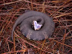 Surpris, les serpents peuvent prendre une posture défensive, comme ce mocassin d'eau, et montrer leurs crochets de manière menaçante.