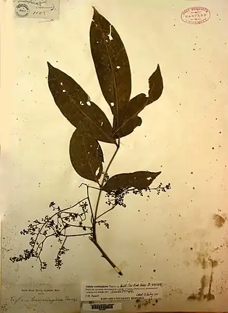 Description de l'image Aglaia cumingiana, ILT, GH44665 (8002188790).jpg.