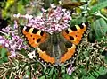 Petite tortue sur des fleurs de buddleia