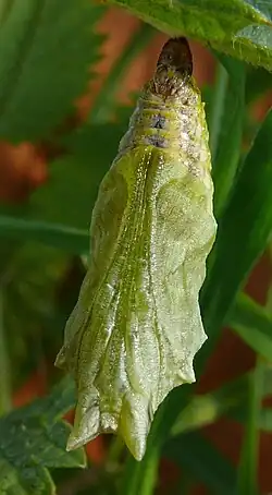Chrysalide.