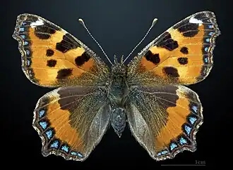 Aglais urticae