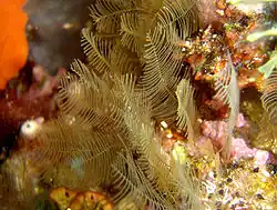 Aglaophenia sp. (Hydrozoa) (Croatie)