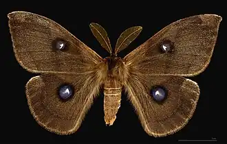 Mâle, face dorsale MHNT