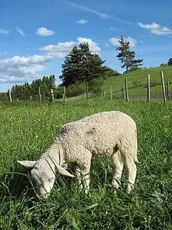 Un agneau.