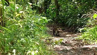 Coati