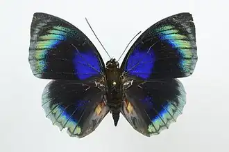 Agrias hewitsonius