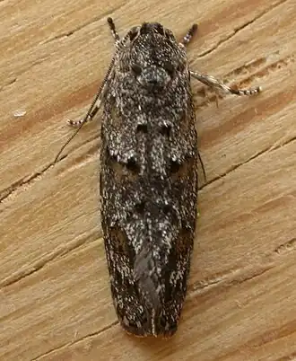 Agriophara nodigera