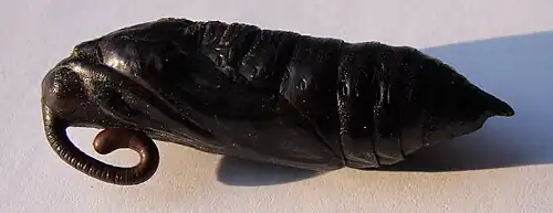 Chrysalide.