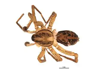 Description de l'image Agroeca pratensis 2.jpg.