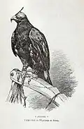 Auguste, aigle doré, fauconnerie de Rosoy, 1889.