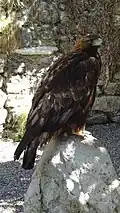 Aigle Royal