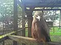 Aigle_au_zoo_de_Yaoundé