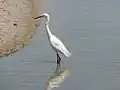 Aigrette garzette.