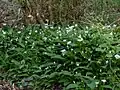 Ail des ours