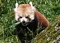 Panda roux.