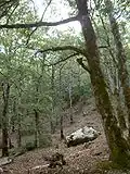 Forêt d'Aïn Draham.