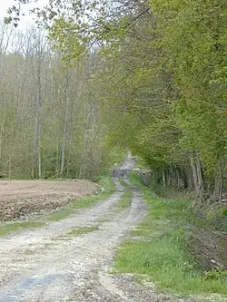 Paysage de bois.