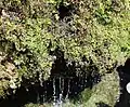 Végétation et filets d'eau.