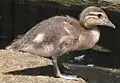 poussin