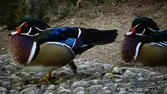 2 mâles adultes - Ménagerie du jardin des plantes de Paris (France).