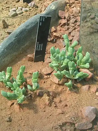 Description de l'image Aizoaceae Braunsia apiculata.jpg.