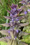Superposition des inflorescences.