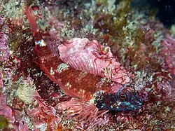 Enneapterygius phoenicosoma.