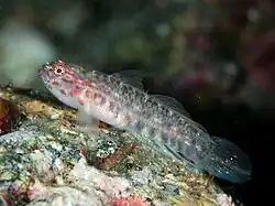 Eviota masudai