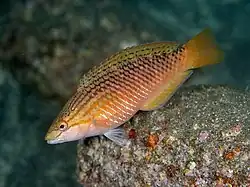 Pseudolabrus eoethinus